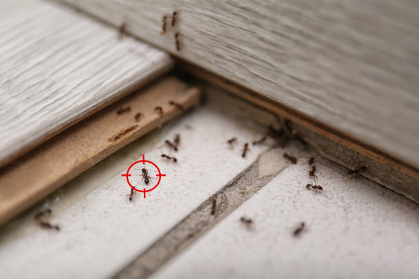 Wasp Removal Services in Winnsboro Mills, SC