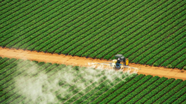 Best Termite Control Services  in Winnsboro Mills, SC