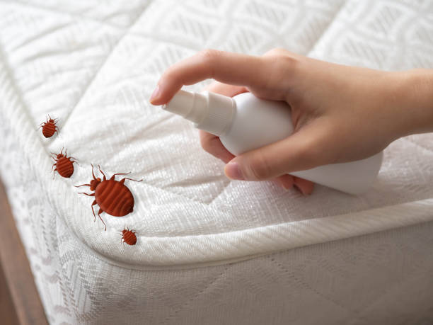 Best Ant Control Services  in Winnsboro Mills, SC